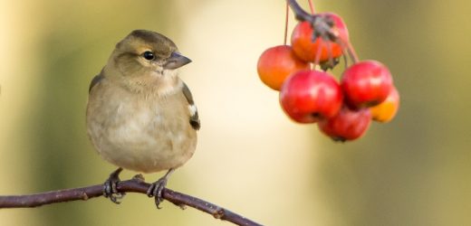Ile kosztuje opinia ornitologiczna i co ma wpływ na jej koszt?