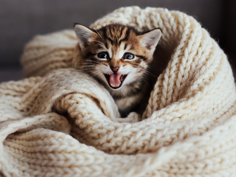 Prezent dla miłośnika kotów – czyli co podarować kociarzowi?