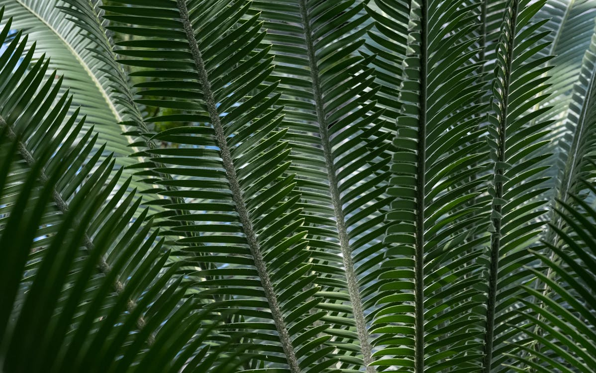 Palma mrozoodporna Trachycarpus fortunei – egzotyka, która przetrwa polską zimę